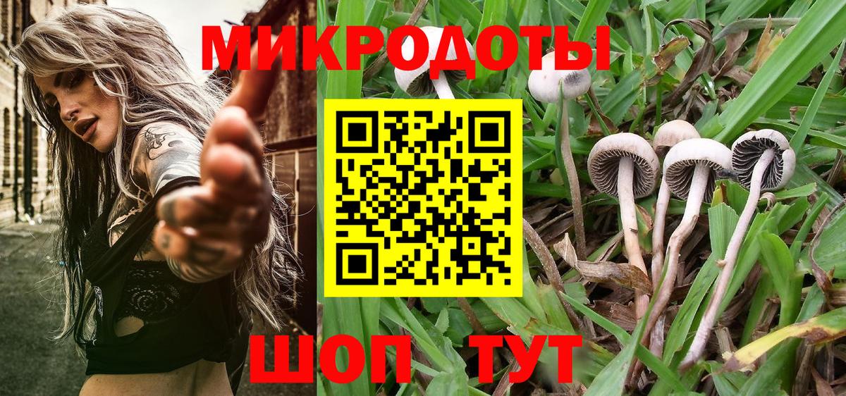Псилоцибиновые грибы Psilocybe Узловая